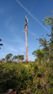 bleached and branchless dead tree sticking up over palmettos